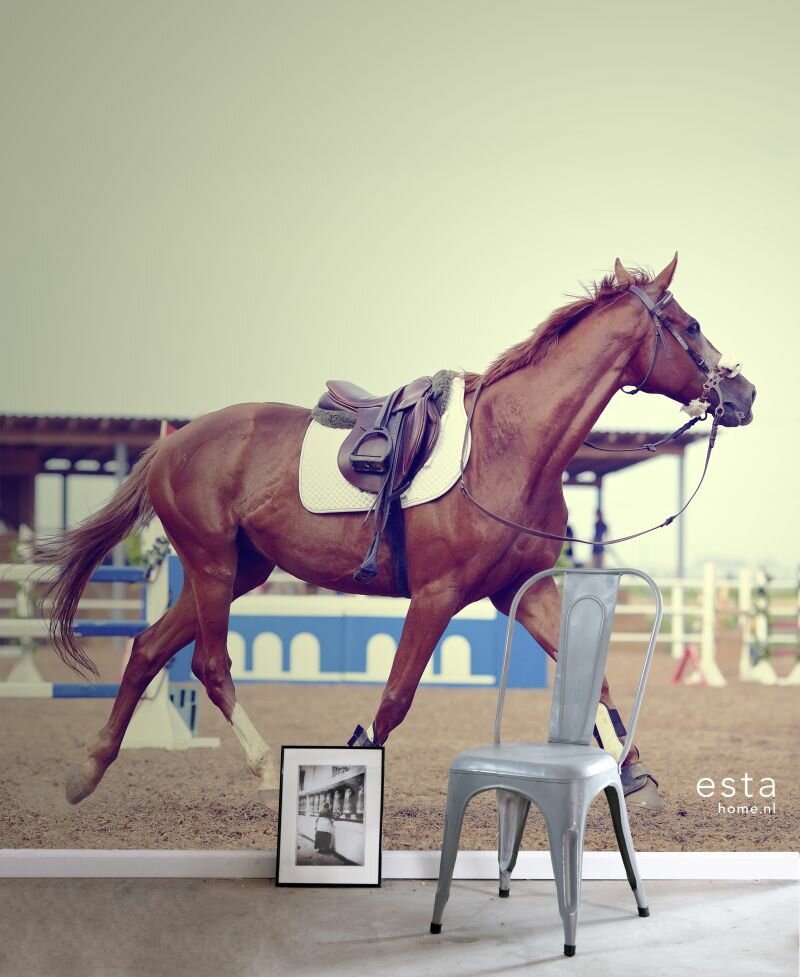 Esta Walls for Kids XL2 | College 158806 (FREE Glue Included!)