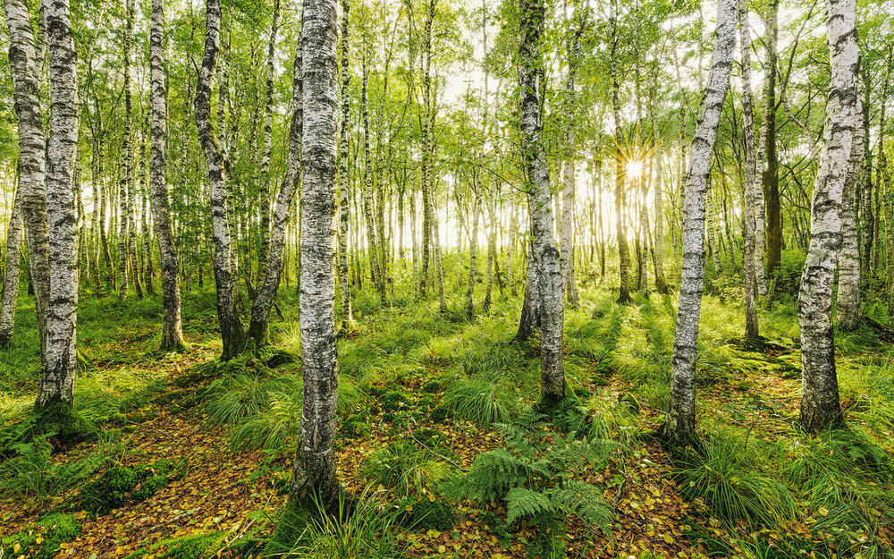 Komar Birch Trees SH043-VD4