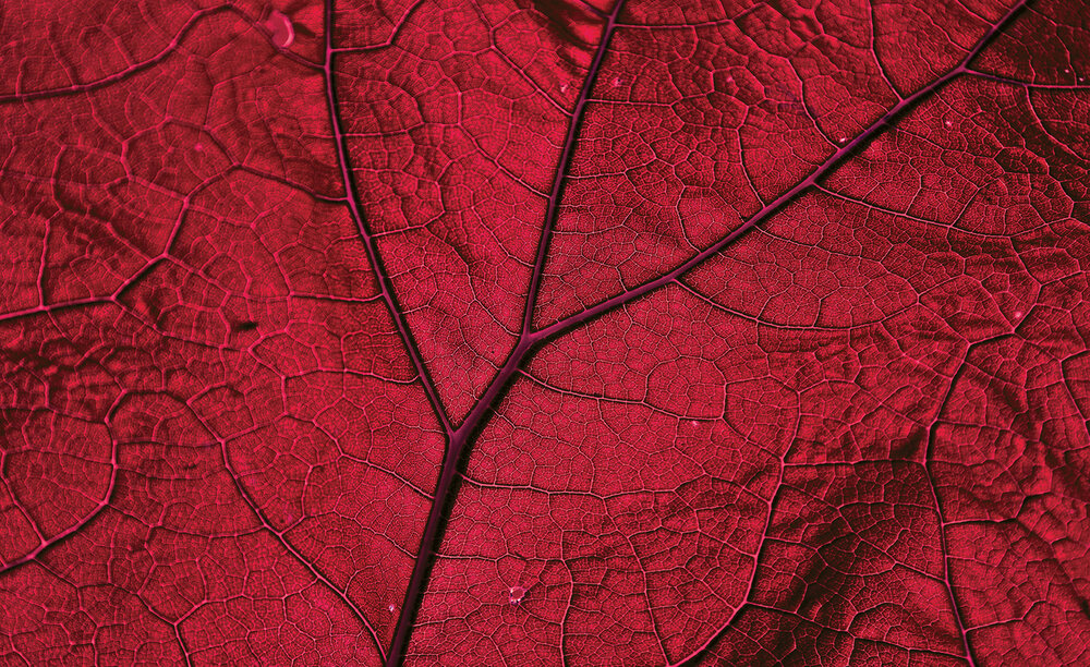 Leaf Photo Wall Mural 13570P8