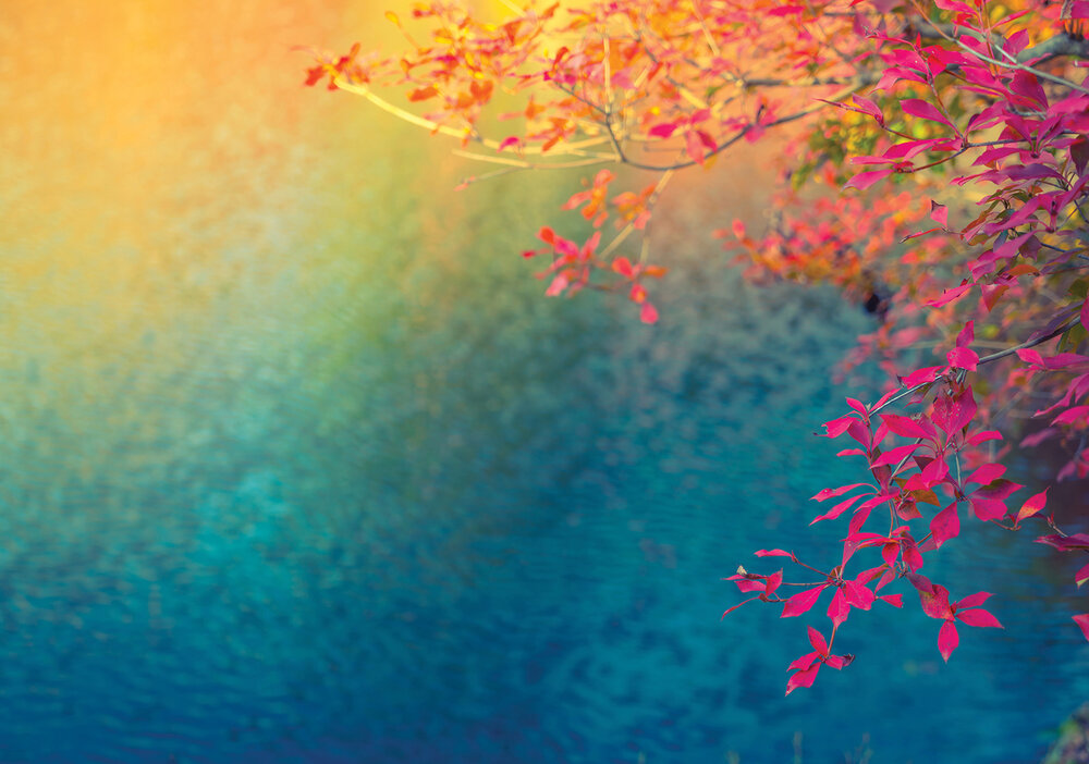 Planten Fotobehang 12647P8