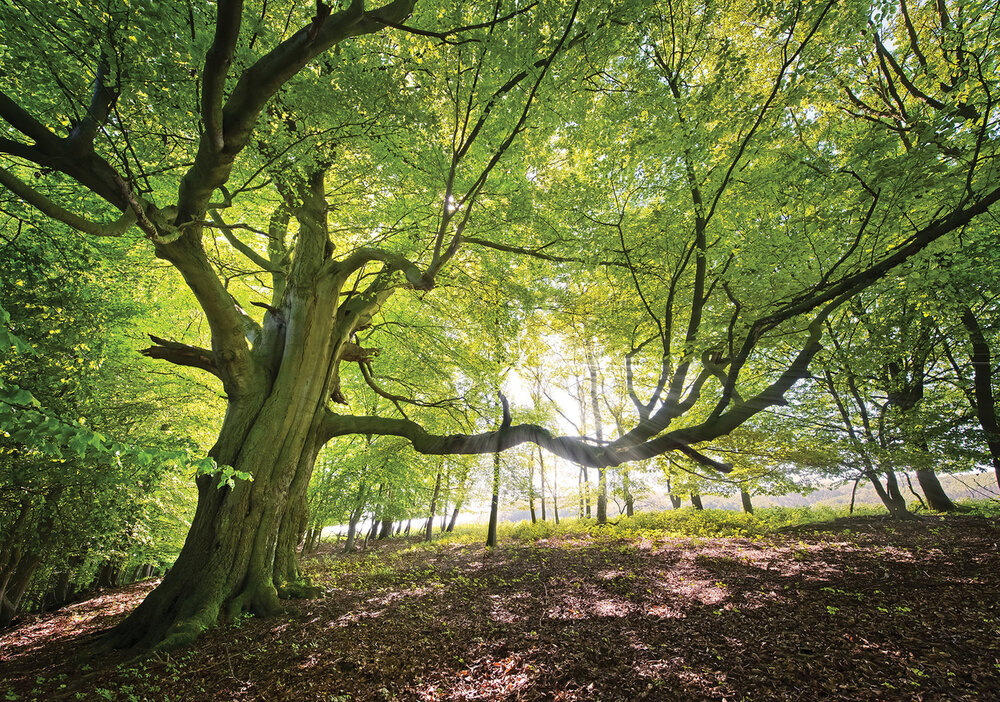 Forest Photo Wall Mural 11799P8