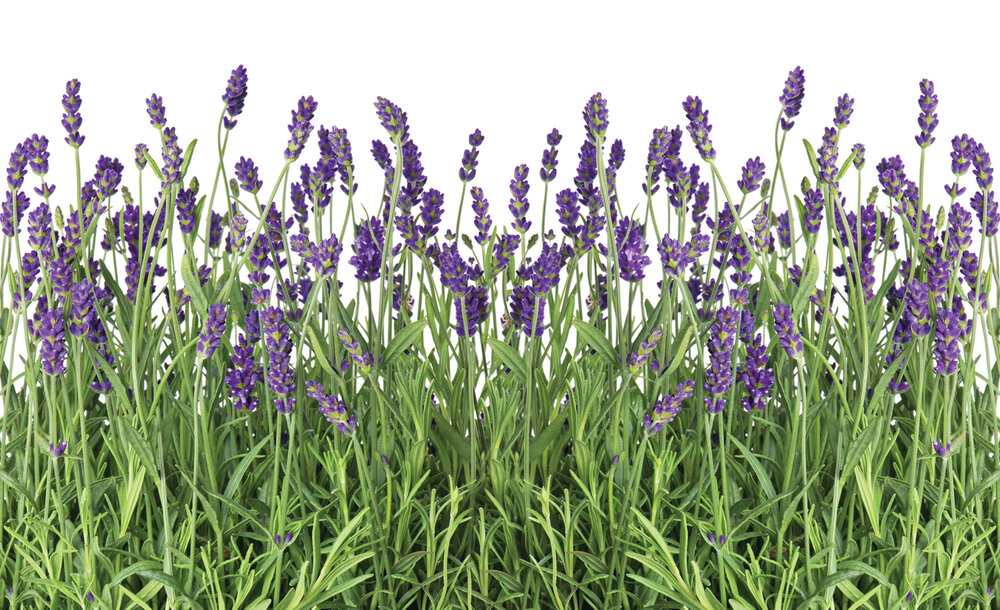 Flowers &amp; Plants Photo Wallpaper Mural 2174P8