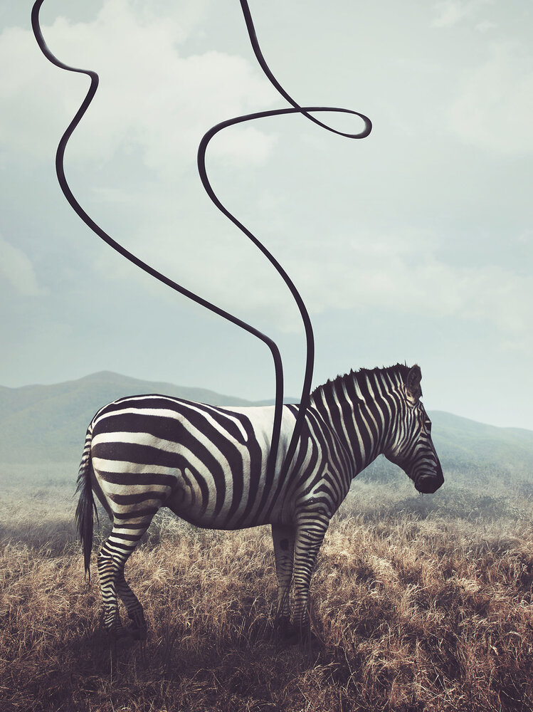 Zebra Photo Wall Mural 11754VEA
