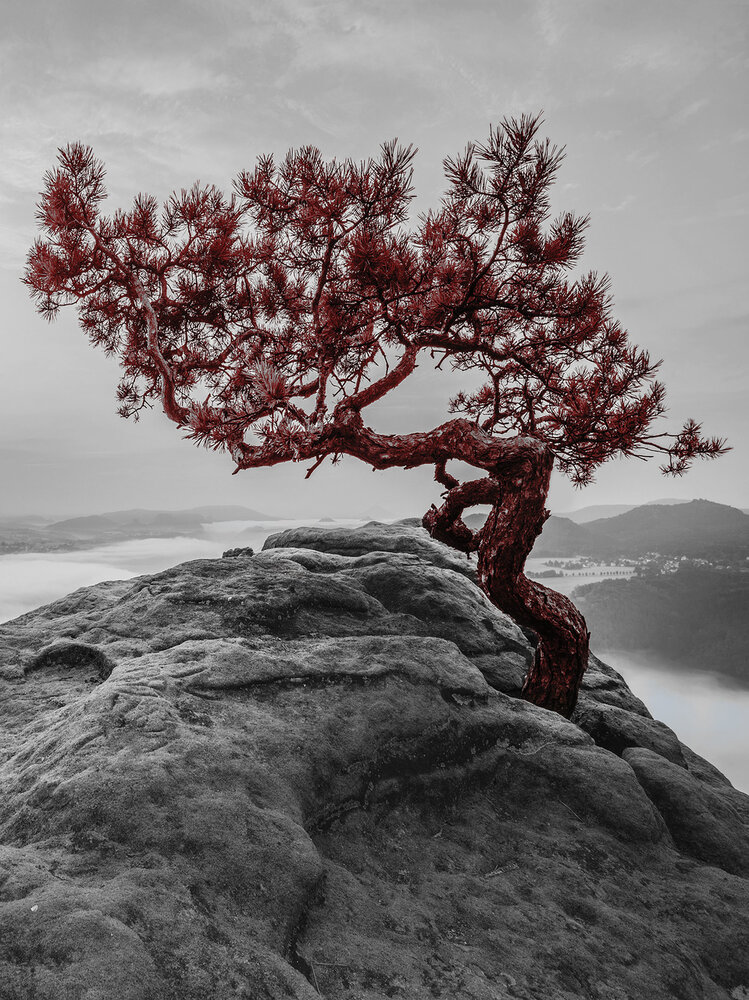The tree on the rock Photo Wall Mural 11771VEA