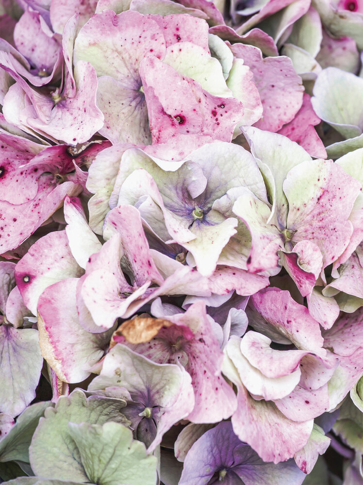 Pastel flowers Photo Wall Mural 12045VEA