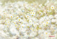 Komar STORIES DAISIES 8-994