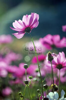 Esta Ginger 158005 (FREE Glue Included!)