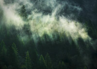 Komar Misty Crowns X7-1003