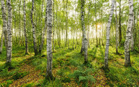 Komar Birch Trees SH043-VD4