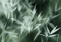 Jungle Fotobehang 15524