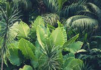 Jungle Wall Mural 14523