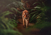 Tijger Fotobehang 14423