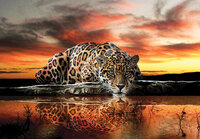 Luipaard Wall Mural 14001
