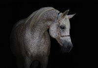 Horse Photo Wall Mural 13596P8