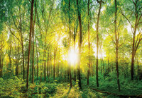 Photo Wall Mural Forest 13461P8