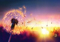 Photo Wall Mural Dandelion 11416P8