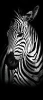 Zebra Door Mural Photo Wallpaper 11767VET
