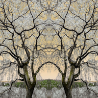 BN Wallcoverings No Limits 30585 Asian serenity