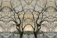 BN Wallcoverings No Limits 30584 Asian serenity