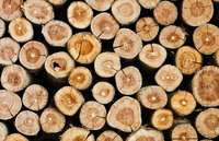 BN Wallcoverings No Limits 30554 Wood