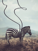 Zebra Photo Wall Mural 11754VEA