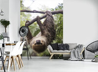 Sloth Photo Wall Mural 11858VEA
