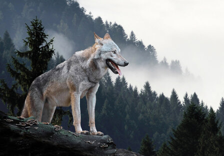 Wolf Photo Wall Mural 14424