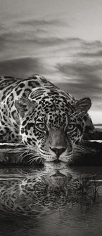 Creeping Jaguar in Black and White Door Mural Photo Wallpaper 218VET