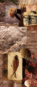 Fossils Door Mural Photo Wallpaper 053VET