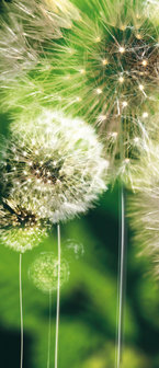 Dandelions Door Mural Photo Wallpaper 056VET