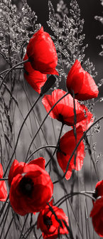 Poppies  Door Mural Photo Wallpaper 11763VET