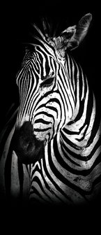 Zebra Door Mural Photo Wallpaper 11767VET