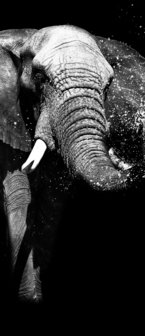 Elephant Door Mural Photo Wallpaper 11769VET