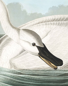 KEK Panel Trumpeter Swan PA-001 (FREE Glue Included!)