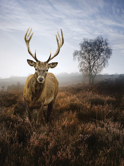 Deer on the Misty Meadow Photo Wall Mural 10319VEA