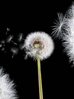 Dandelions Photo Wall Mural 10165VEA