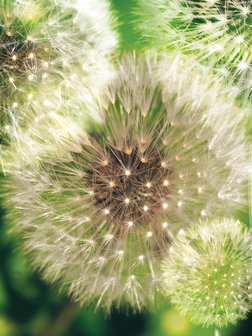 Dandelions on the Green Background Photo Wall Mural 10221VEA