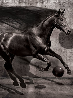 Black Horse Photo Wall Mural 20303VEA