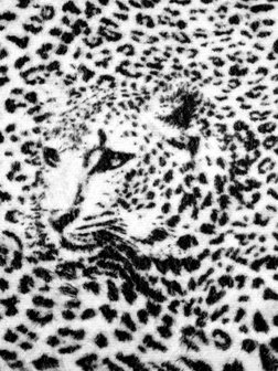 Black and White Cheetah Photo Wall Mural 20306VEA