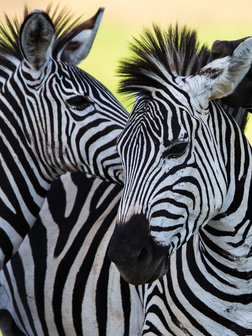 Three Cheerful Zebras Photo Wall Mural 20313VEA