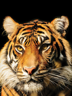 Majestic Tiger Photo Wall Mural 20310VEA