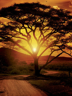 Africa Photo Wall Mural 20316VEA