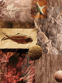 Fossils Photo Wall Mural 20395VEA