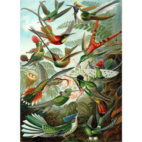 Esta Home| Birds Tropical Jungle 158954 (Met Gratis Lijm) (Free Glue Included)