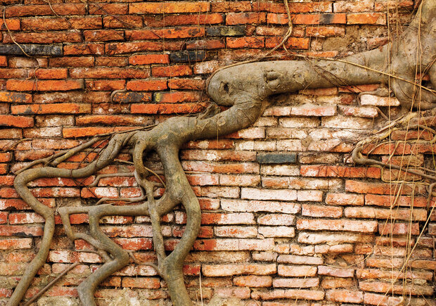 Old Tree with Bricks Photo Wallpaper Mural 10333P8