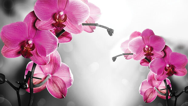 Flowers &amp; Plants Photo Wallpaper Mural 1034P8