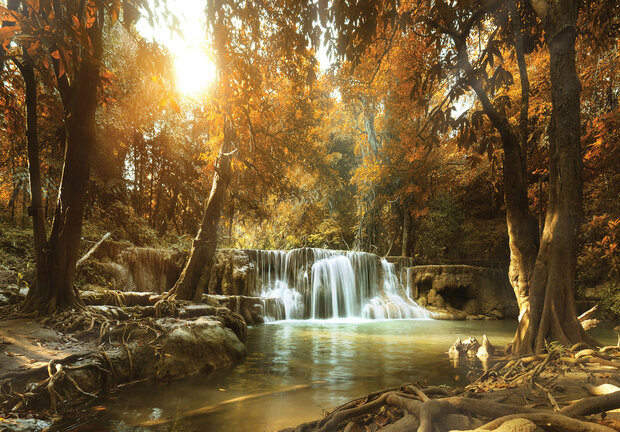 Forest Waterfall Photo Wall Mural 10470P8