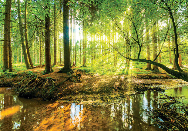Forest Photo Wall Mural 10513P8