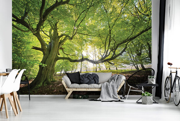 Forest Photo Wall Mural 11799P8