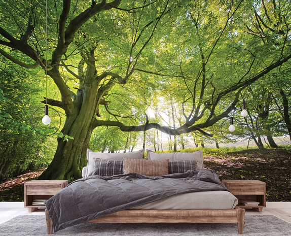 Forest Photo Wall Mural 11799P8